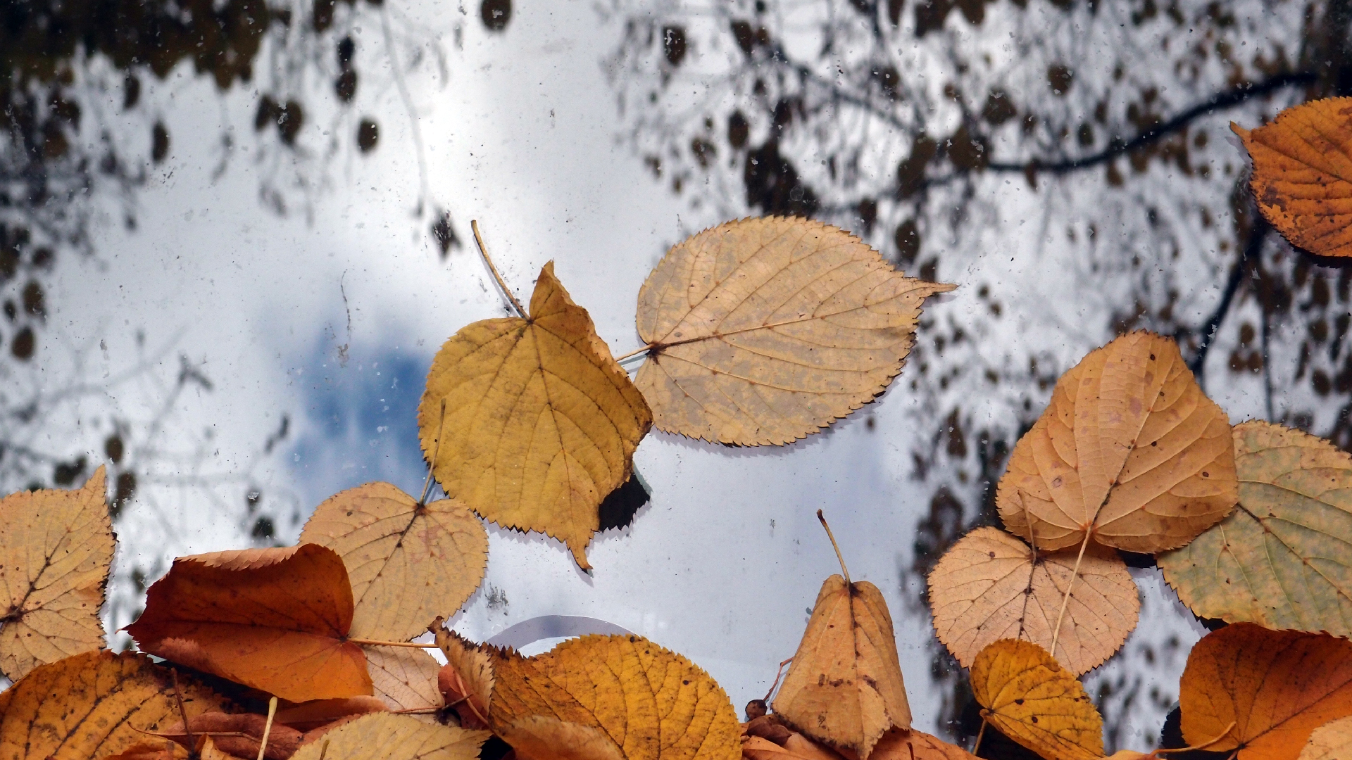 2022-10-12 Wort Bild Virus (Foto)