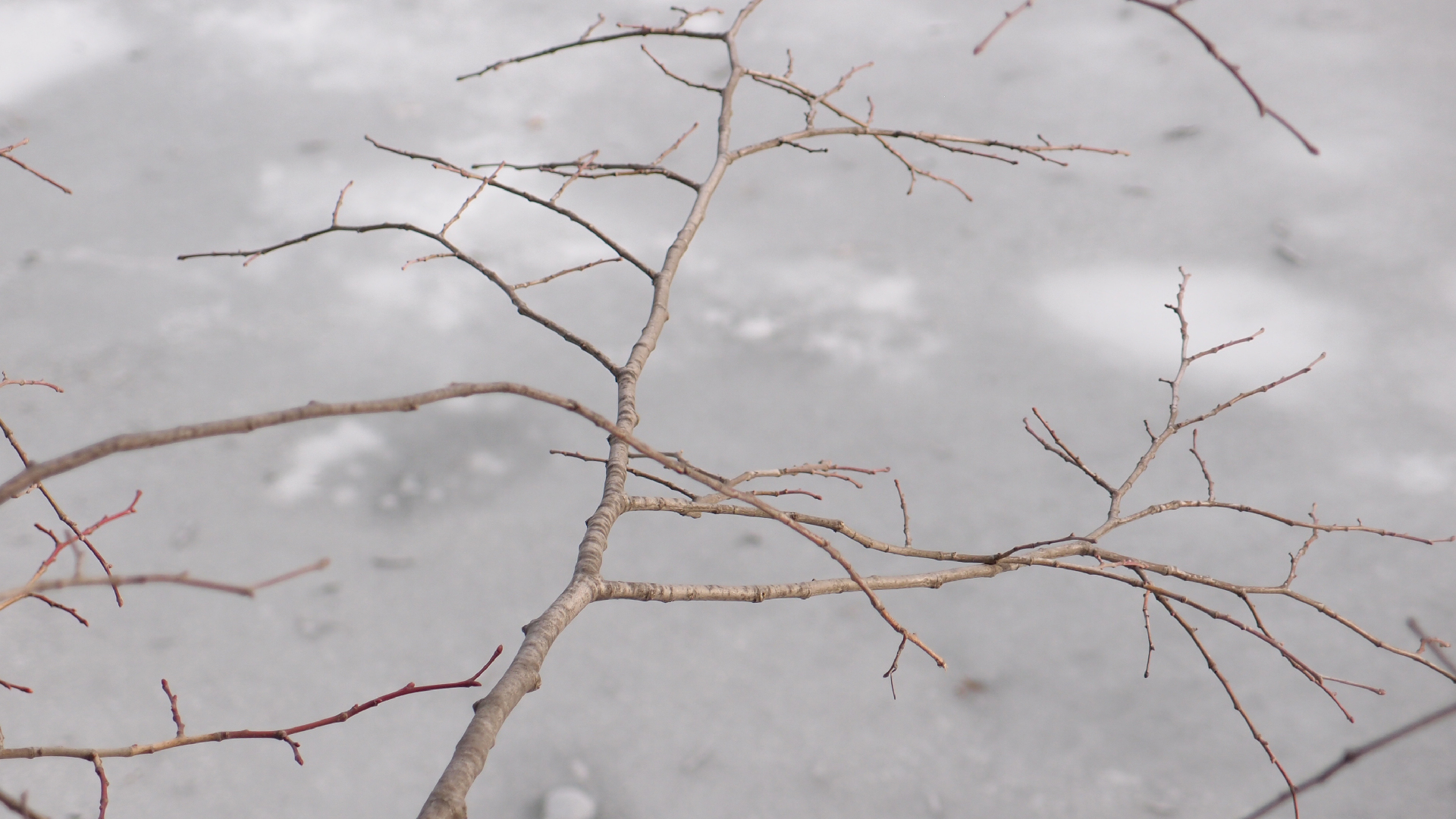 2021-03-12 Regen auf Fensterbnken II (Fieldrecording + Typo Grafik Video)