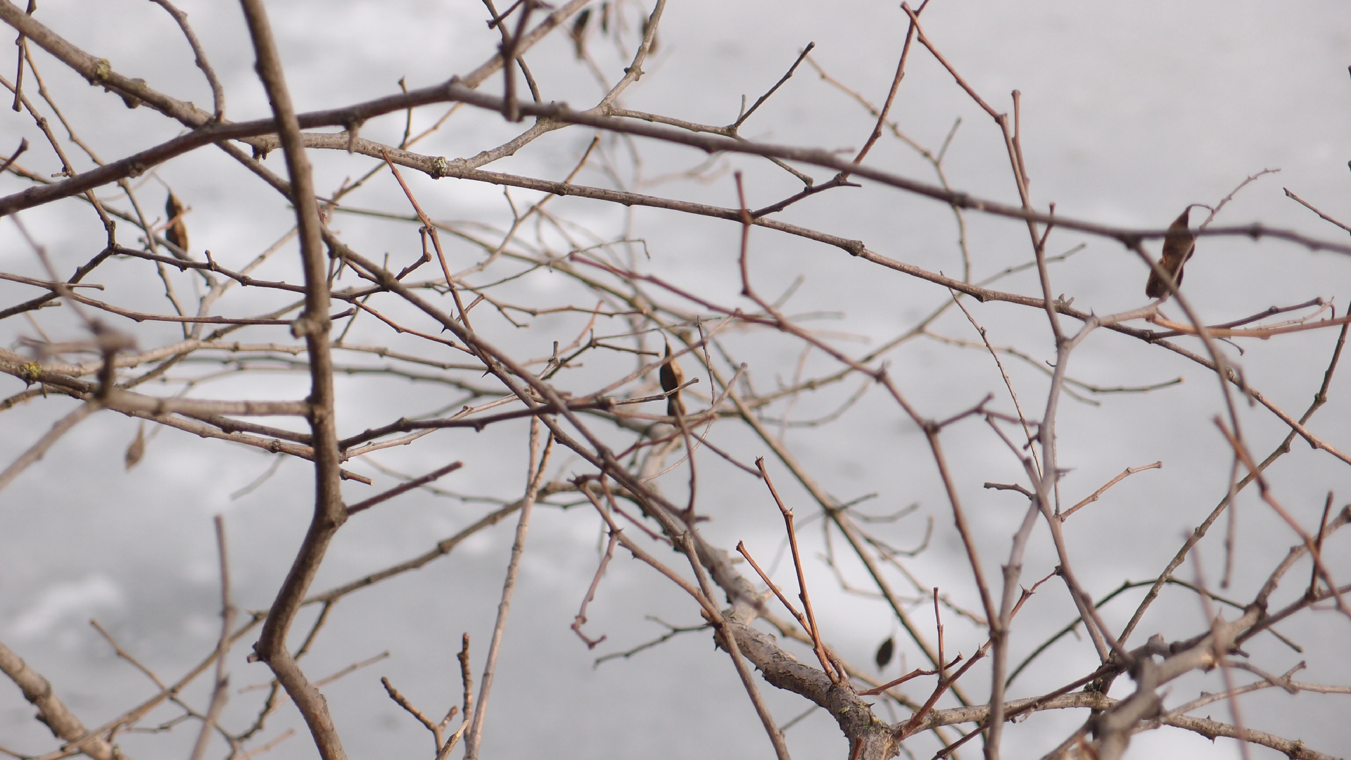 2021-03-12 Regen auf Fensterbnken II (Fieldrecording + Typo Grafik Video)