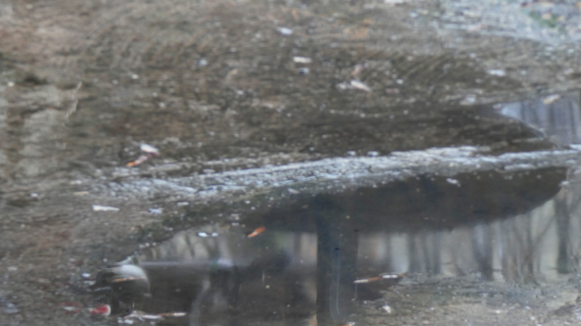 2021-12-30 Das Kleine Regen Rhythmus Orchester (Alufolie) (Audio, Video)