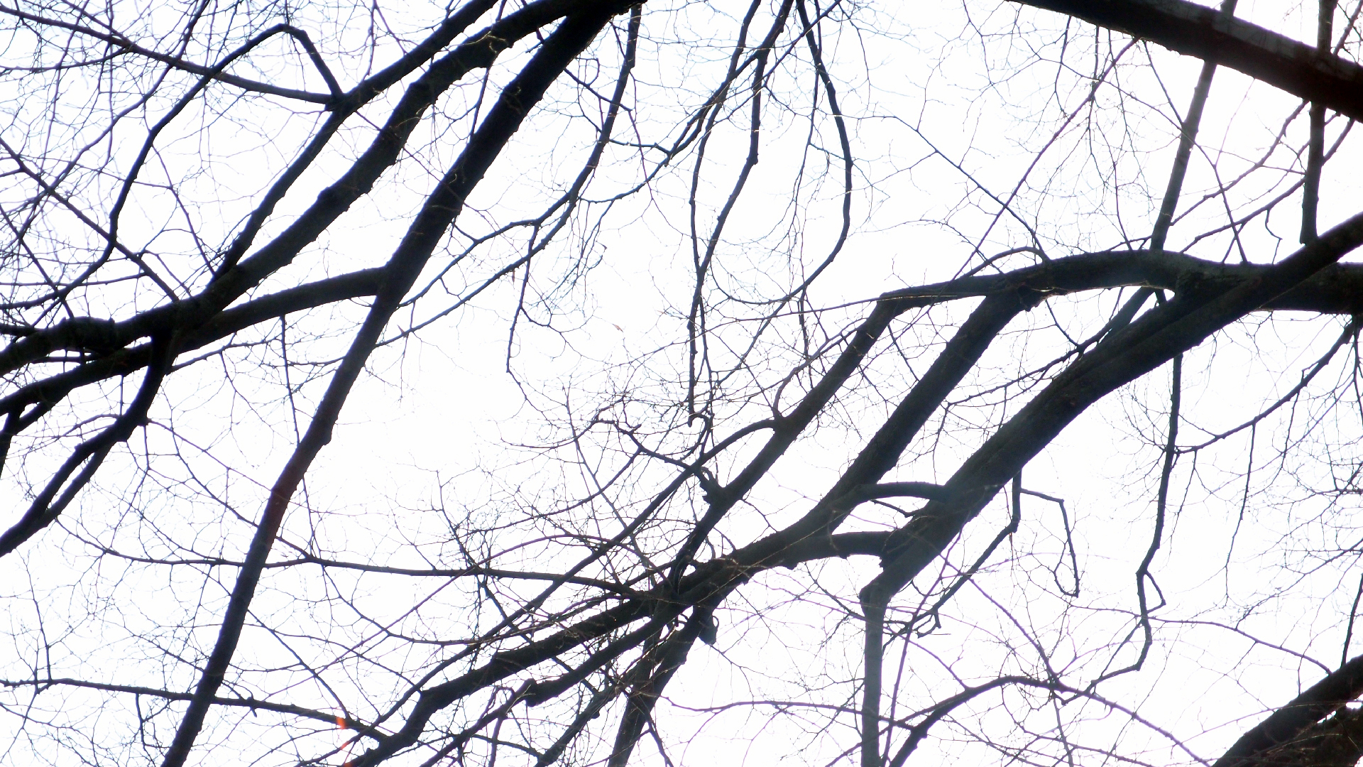 2022-01-20 Das Kleine Regen Rhythmus Orchester (Special Guest: Woodwinds II) (Audio, Video)