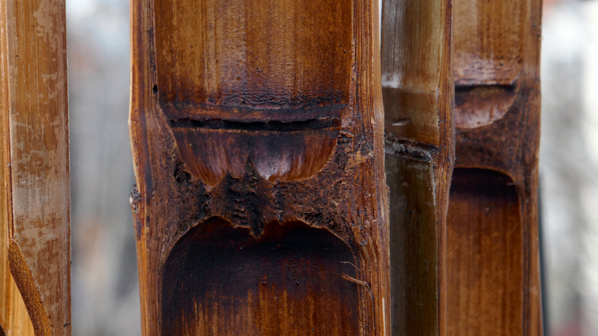 2022-01-28 Das Kleine Regen Rhythmus Orchester (Special Guest: Woodwinds III) (aufm Dach) (Audio, Video)