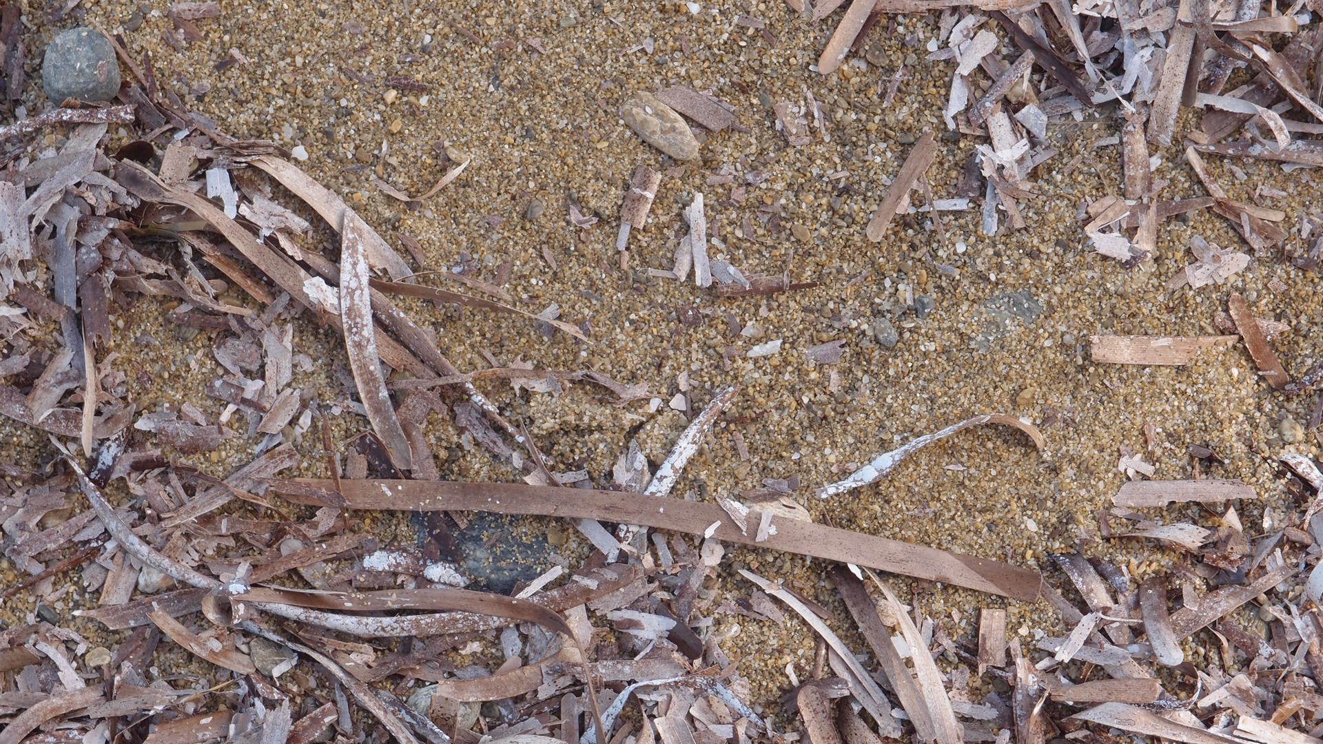 2021-09-18 01 am Hausstrand (Fieldrecording, Foto, Video)