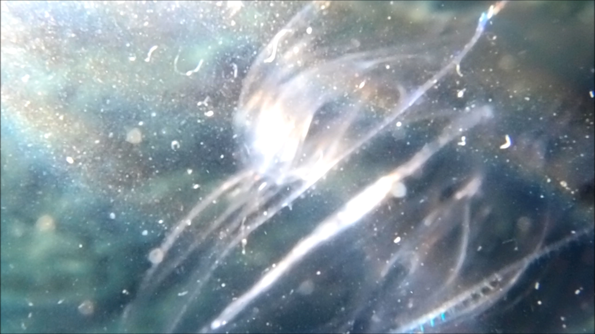 2022-04-14 Am Strand und im Wasser (Quallenvideo, Stills & Numbers) (Typo Grafik, Video)