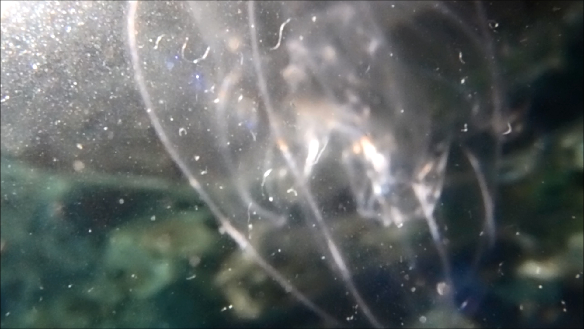 2022-04-14 Am Strand und im Wasser (Quallenvideo, Stills & Numbers) (Typo Grafik, Video)