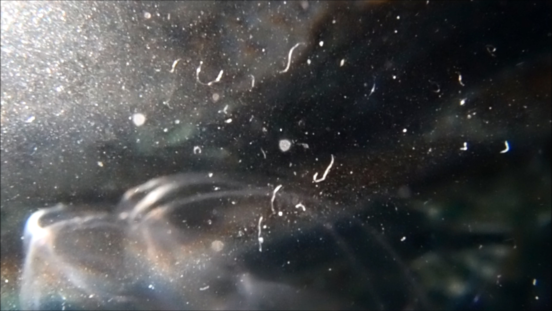 2022-04-14 Am Strand und im Wasser (Quallenvideo, Stills & Numbers) (Typo Grafik, Video)