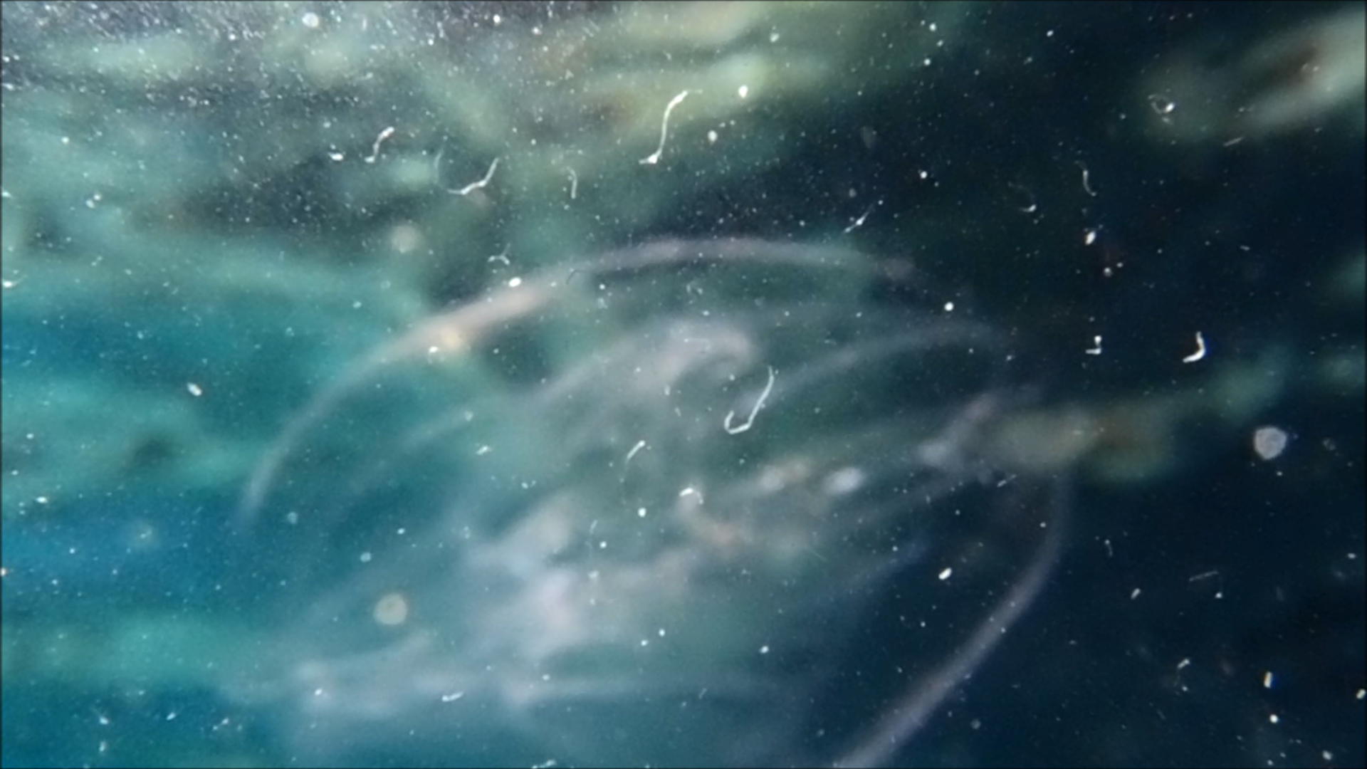 2022-04-14 Am Strand und im Wasser (Quallenvideo, Stills & Numbers) (Typo Grafik, Video)