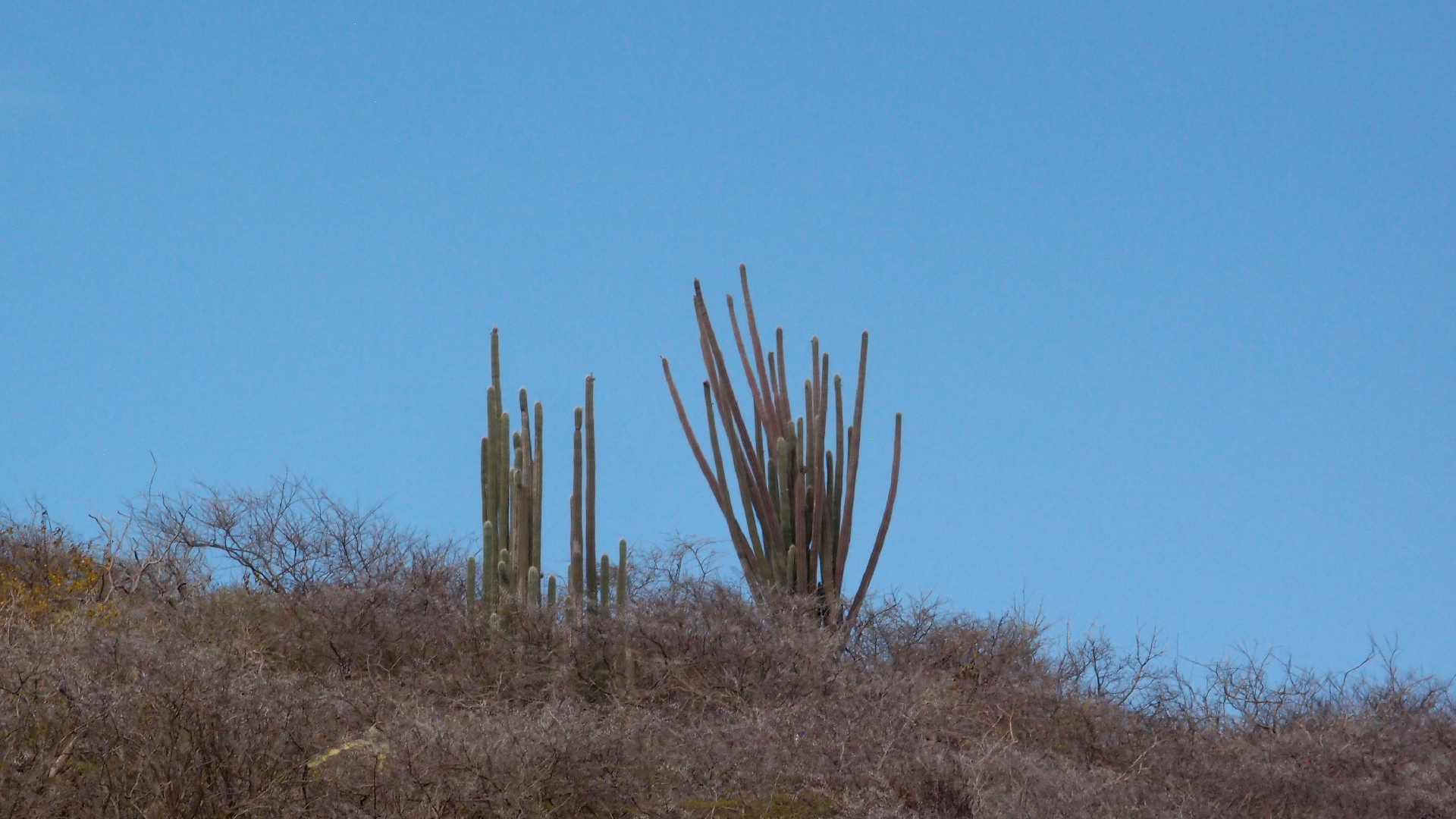 2022-04-14 Shete Boka Nationalpark (Foto)