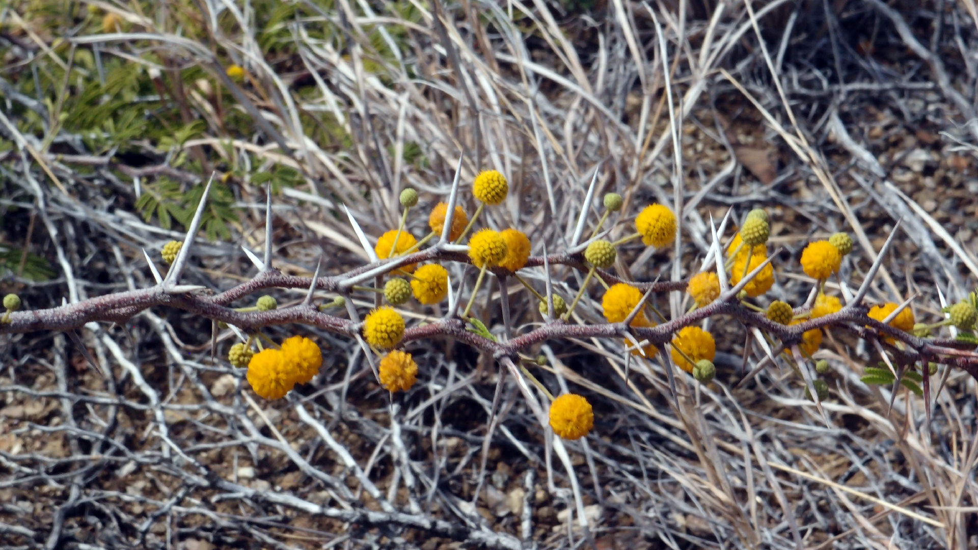 2022-04-14 Shete Boka Nationalpark (Foto)