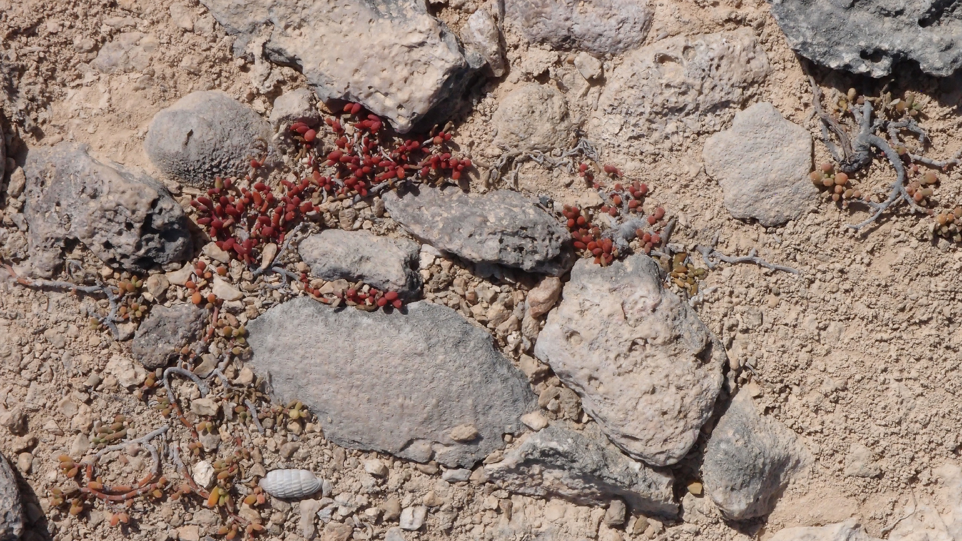 2022-04-14 Shete Boka Nationalpark (Foto)
