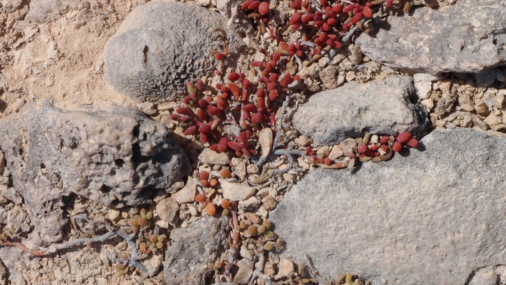 2022-04-14 Shete Boka Nationalpark (Foto)