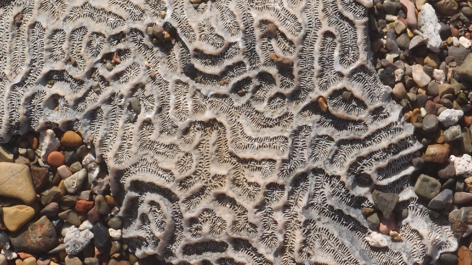 2022-04-14 Shete Boka Nationalpark (Foto)
