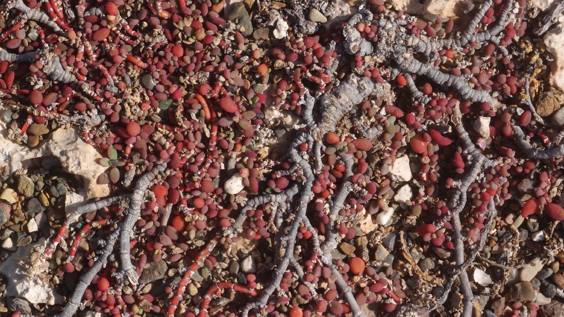 2022-04-14 Shete Boka Nationalpark (Foto)
