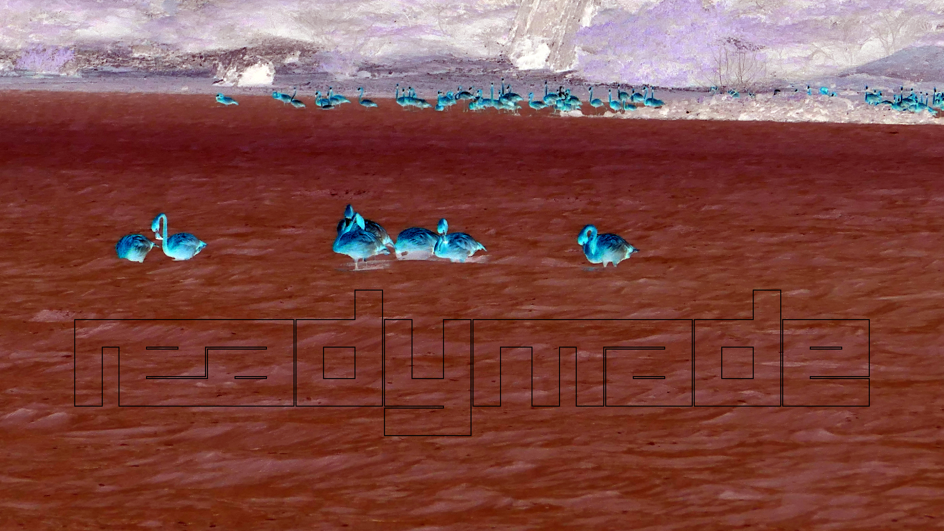 2022-04-18 Kokomo Beach und Flamingos (Foto)