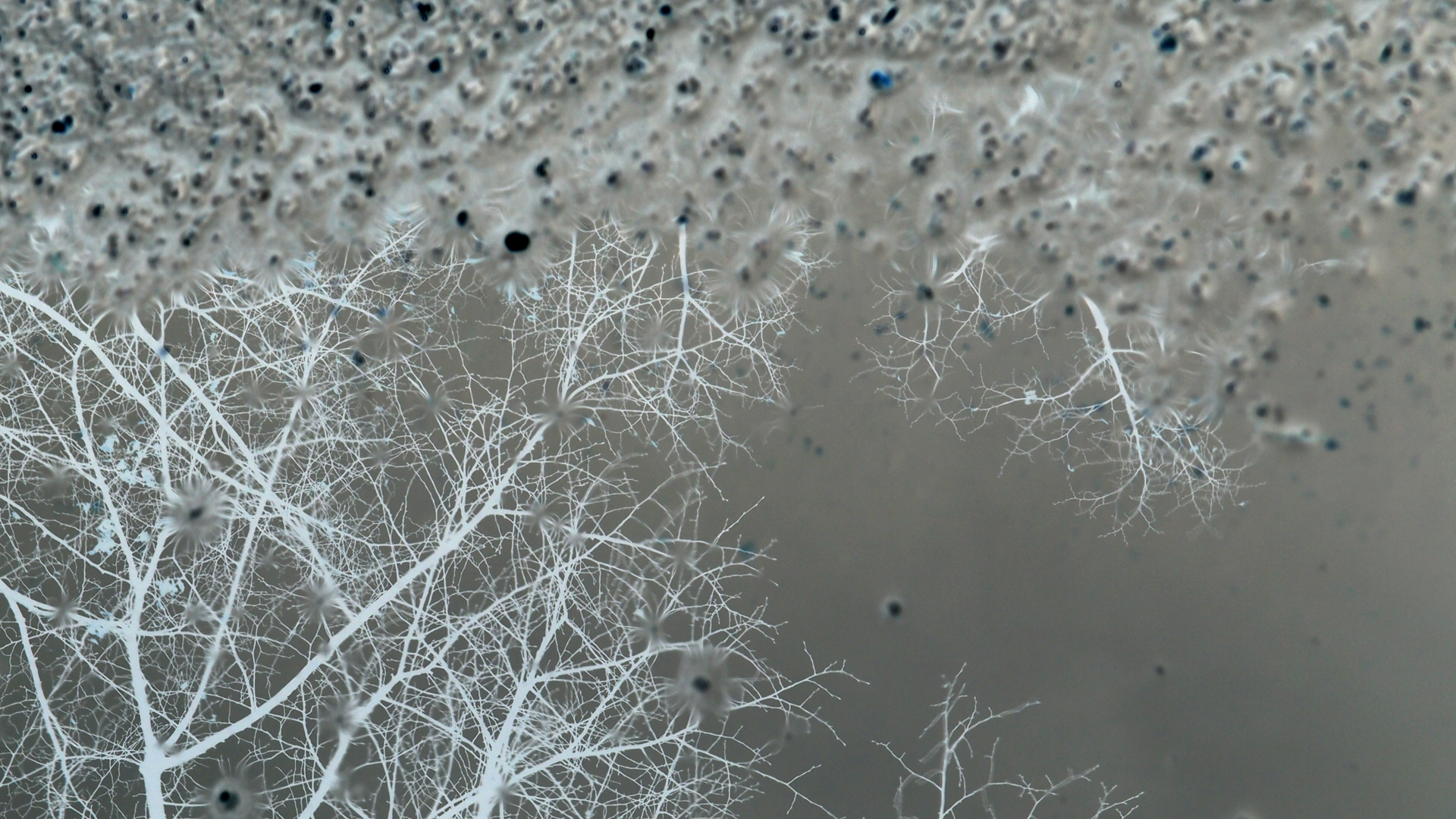 2021-02-07 Wasser in der Sple II On-Off, PW (Burroughs-Remix) (Komposition, Remix, Recording, Foto)