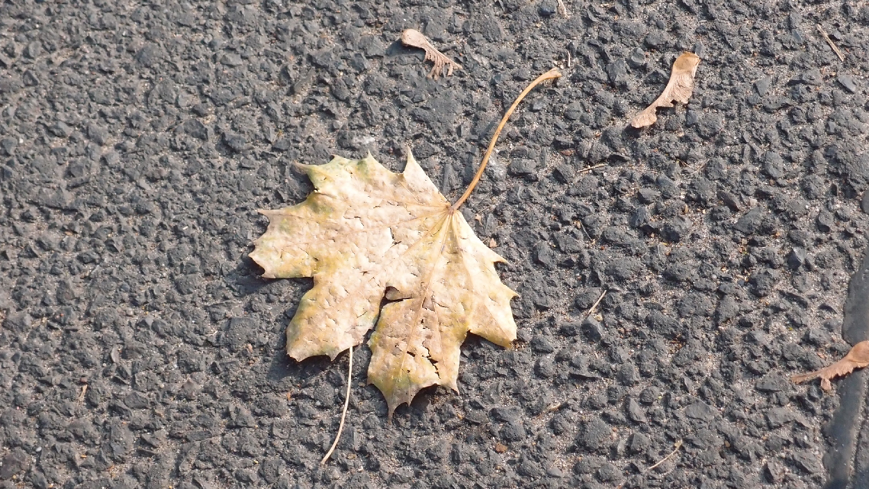2015-10-27 herbst im sonnenschein (DAT Tape I, Take 1-2)