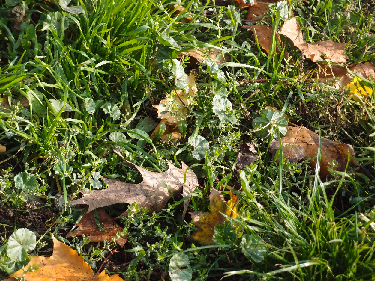 2015-10-27 herbst im sonnenschein (DAT Tape I, Take 1-2)