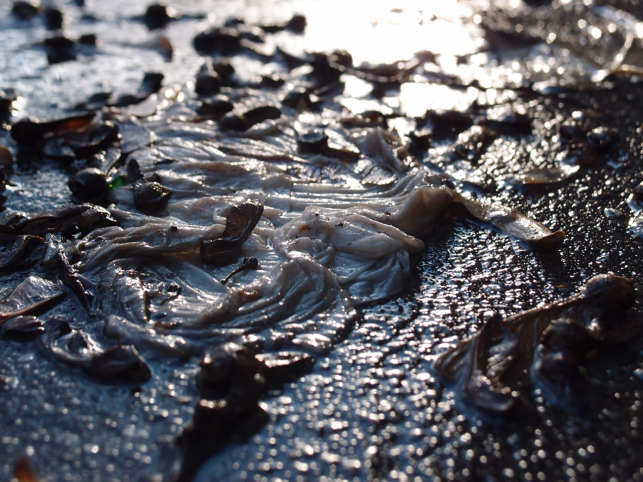 049 2015-11-18 Wasser (passiv)