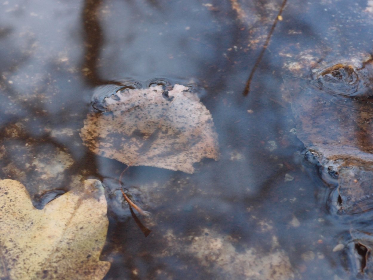 049 2015-11-18 Wasser (passiv)