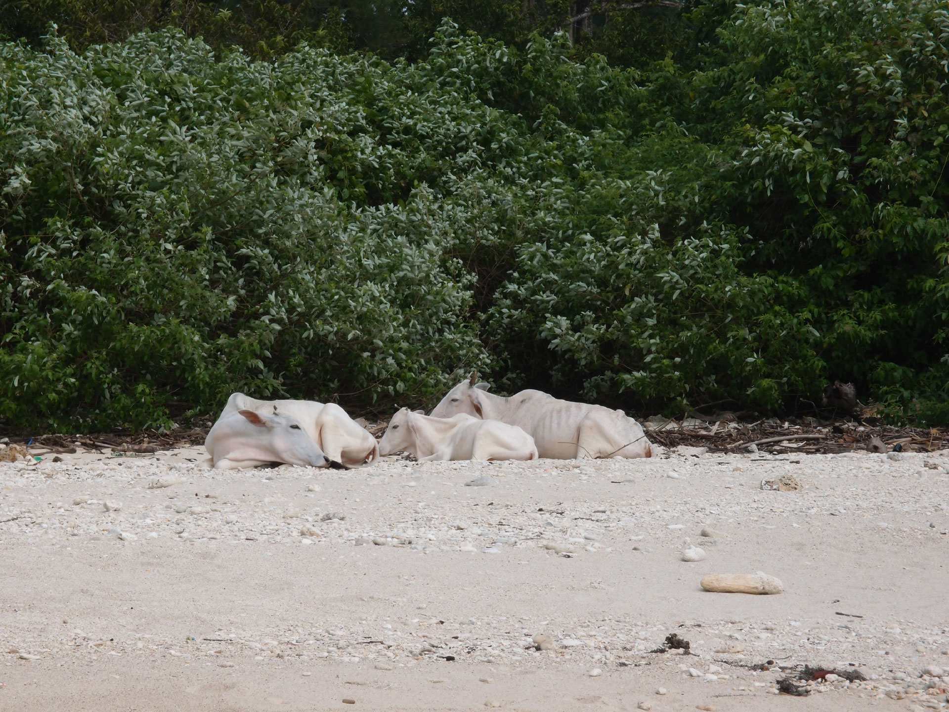 Port Blair 4. - 10. Januar 2015