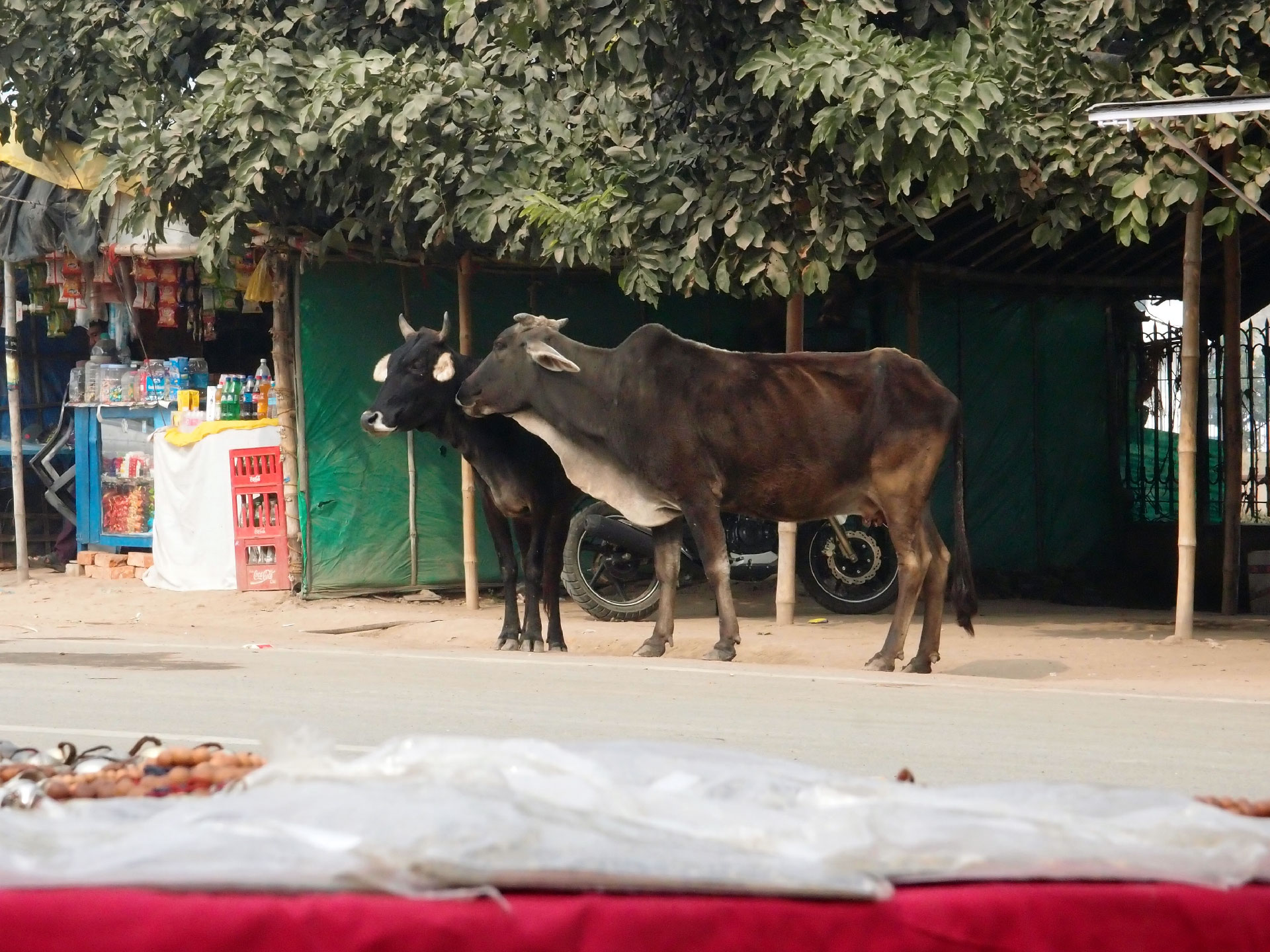 Bodhgaya 20. - 26. Dezember 2014 