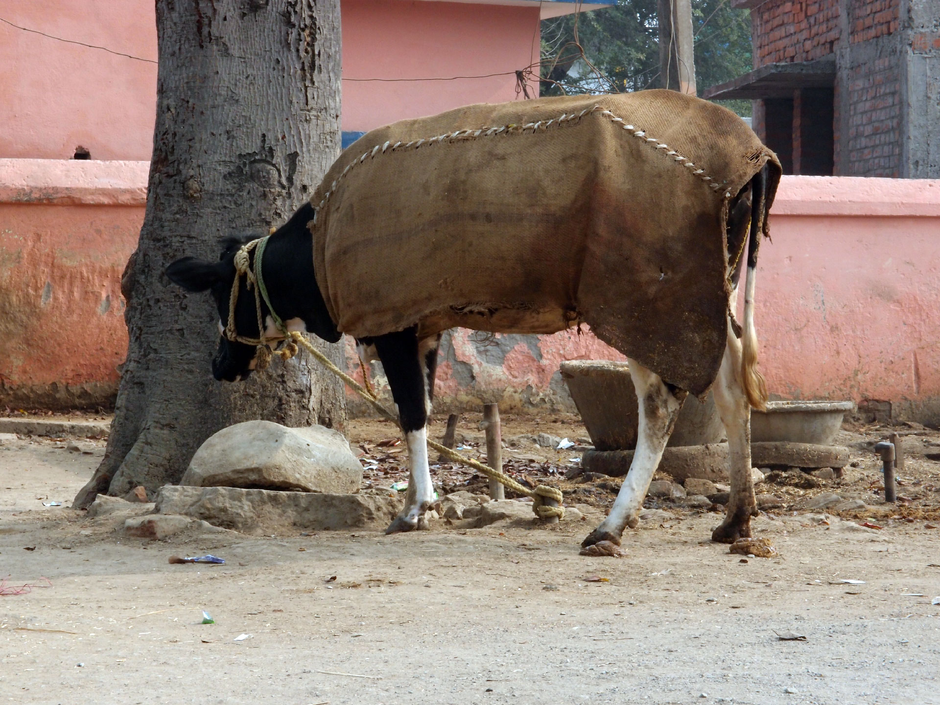 Bodhgaya 20. - 26. Dezember 2014 