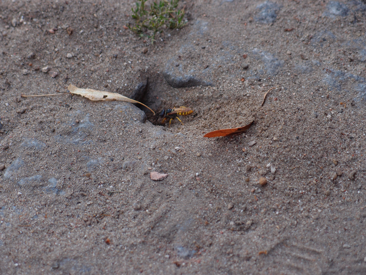 2019-08-25 Erdwespen (Fieldrecording Video) 