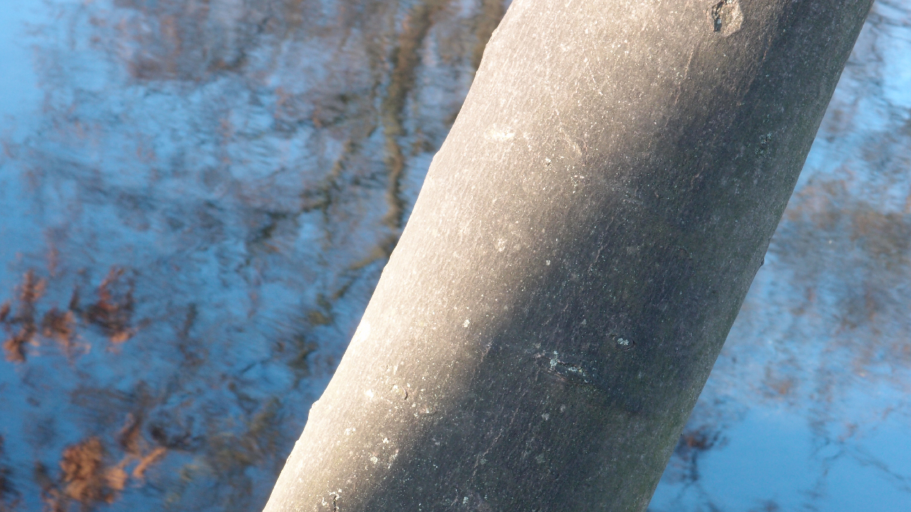 2020-12-30 Spaziergang am Wasser (Fieldrecording Video) 