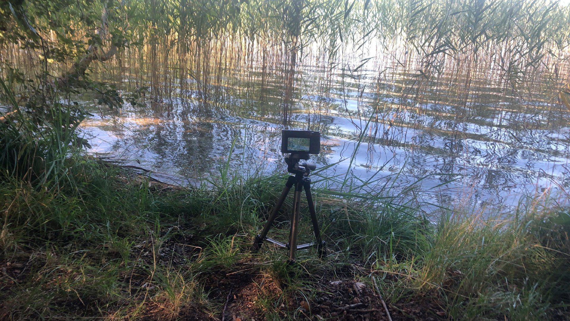 2023-08-19 Licht und Wasser am Stechlin (Fieldrecording Video 3)