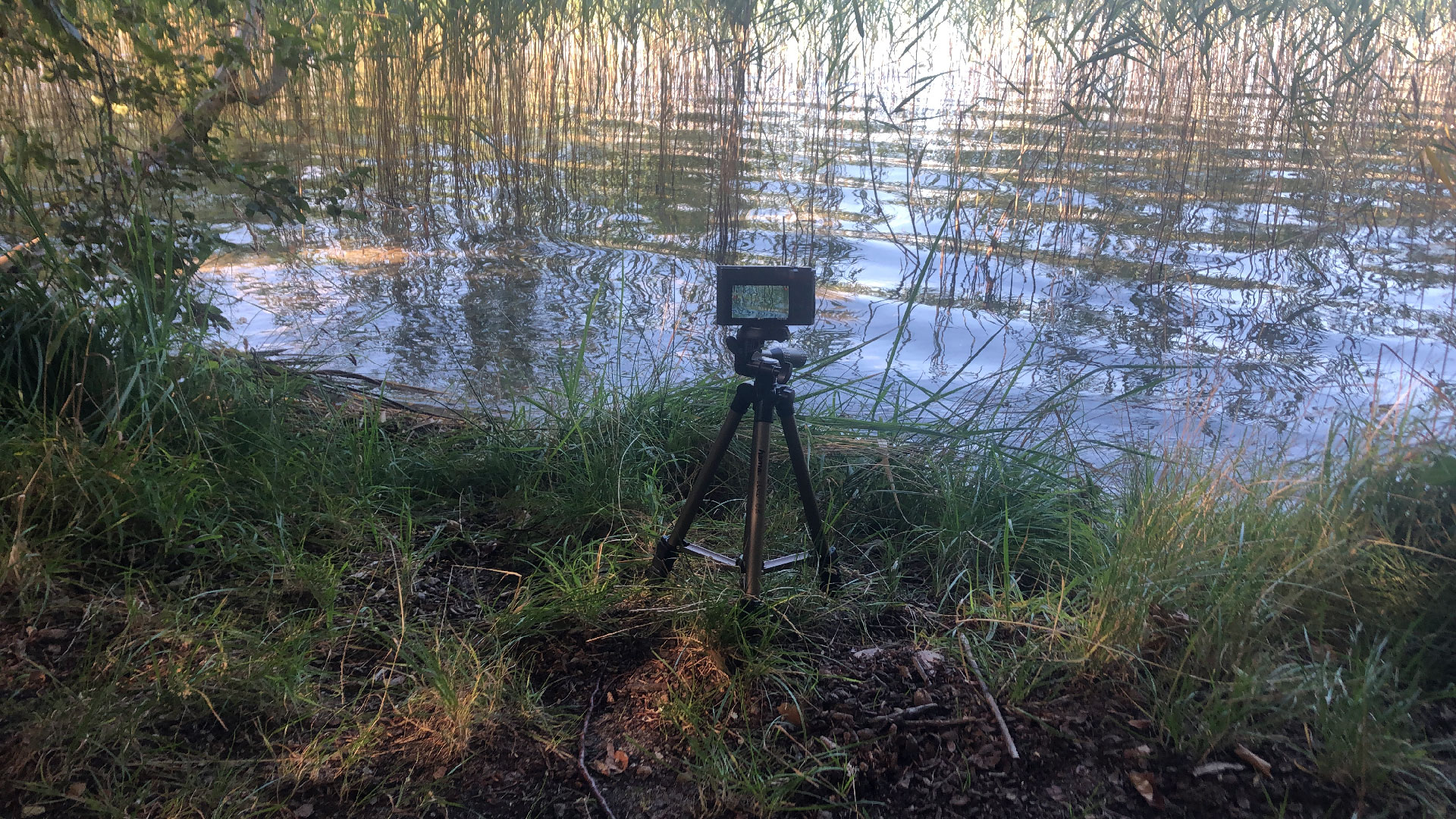 2023-08-19 Licht und Wasser am Stechlin (Fieldrecording Video 3)