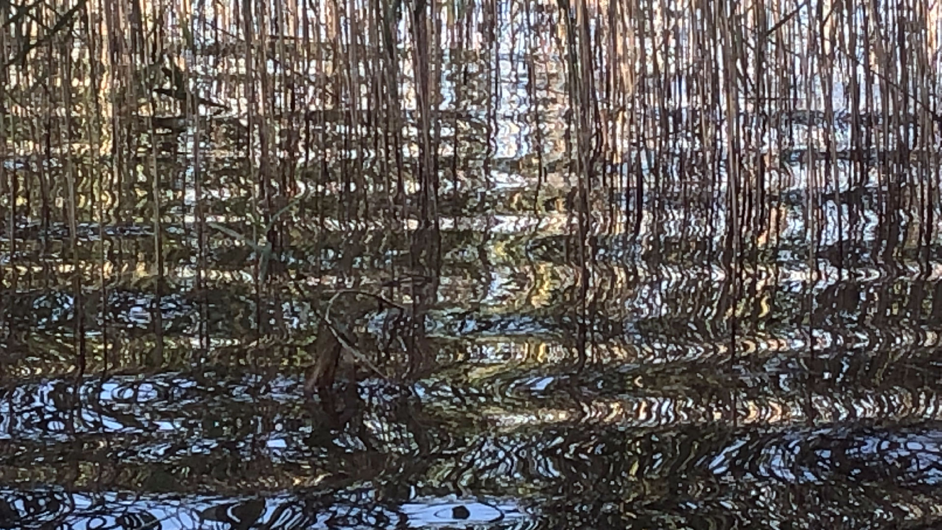2023-08-19 Licht und Wasser am Stechlin (Fieldrecording Video 3)