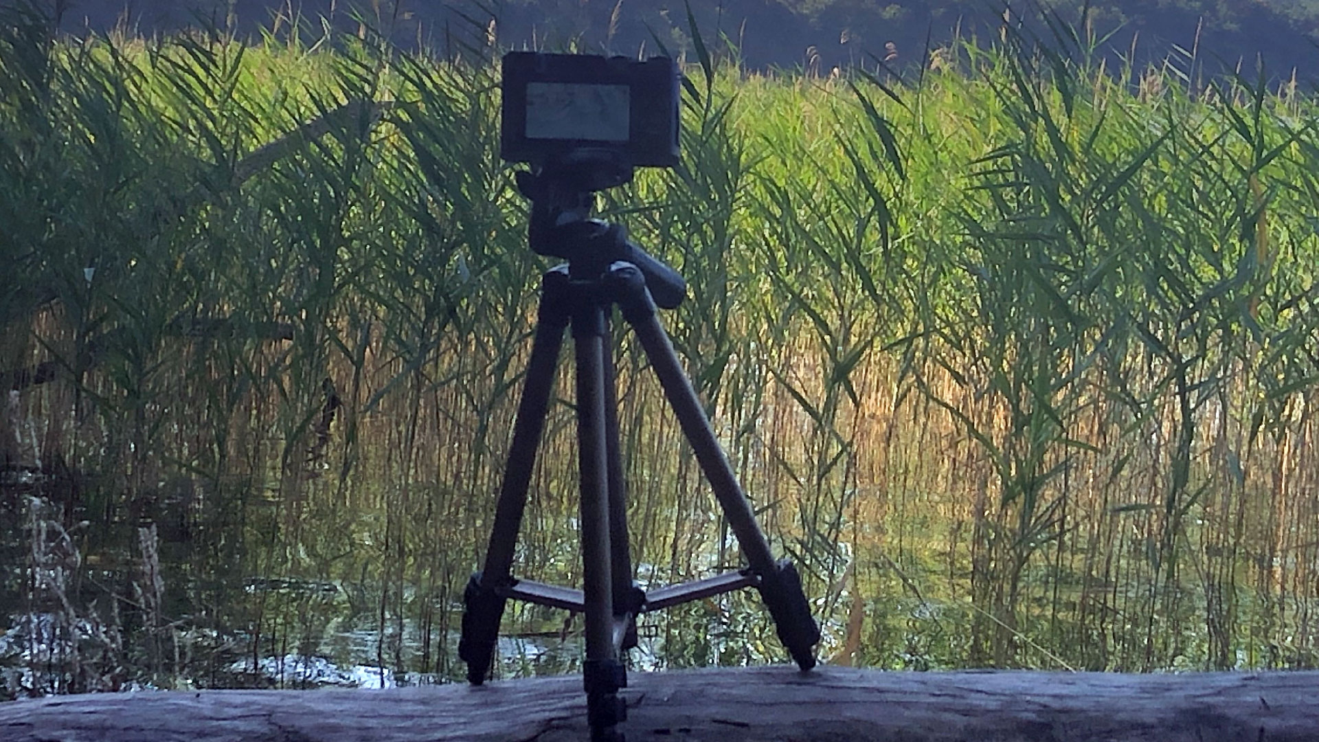2023-08-19 Licht und Wasser am Stechlin (Fieldrecording Video 3)