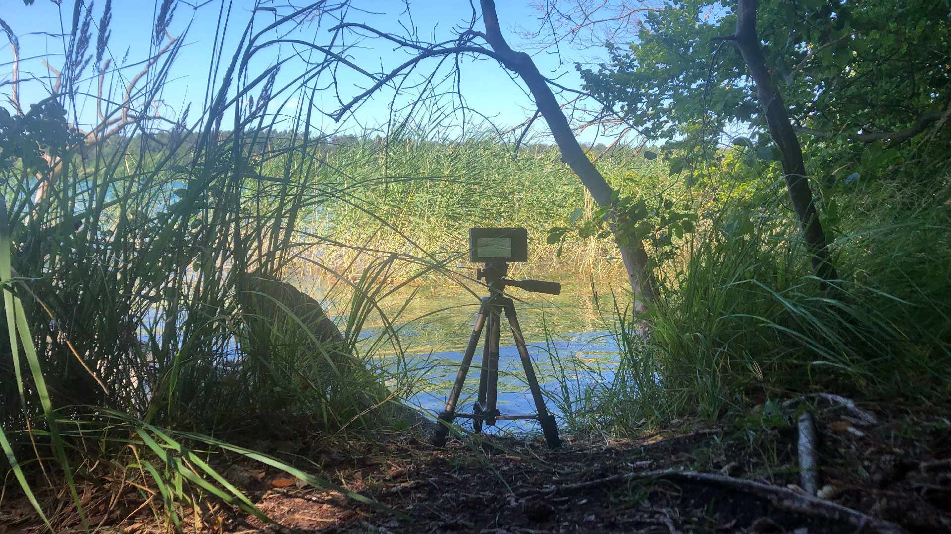 2023-08-19 Licht und Wasser am Stechlin (Fieldrecording Video 4)