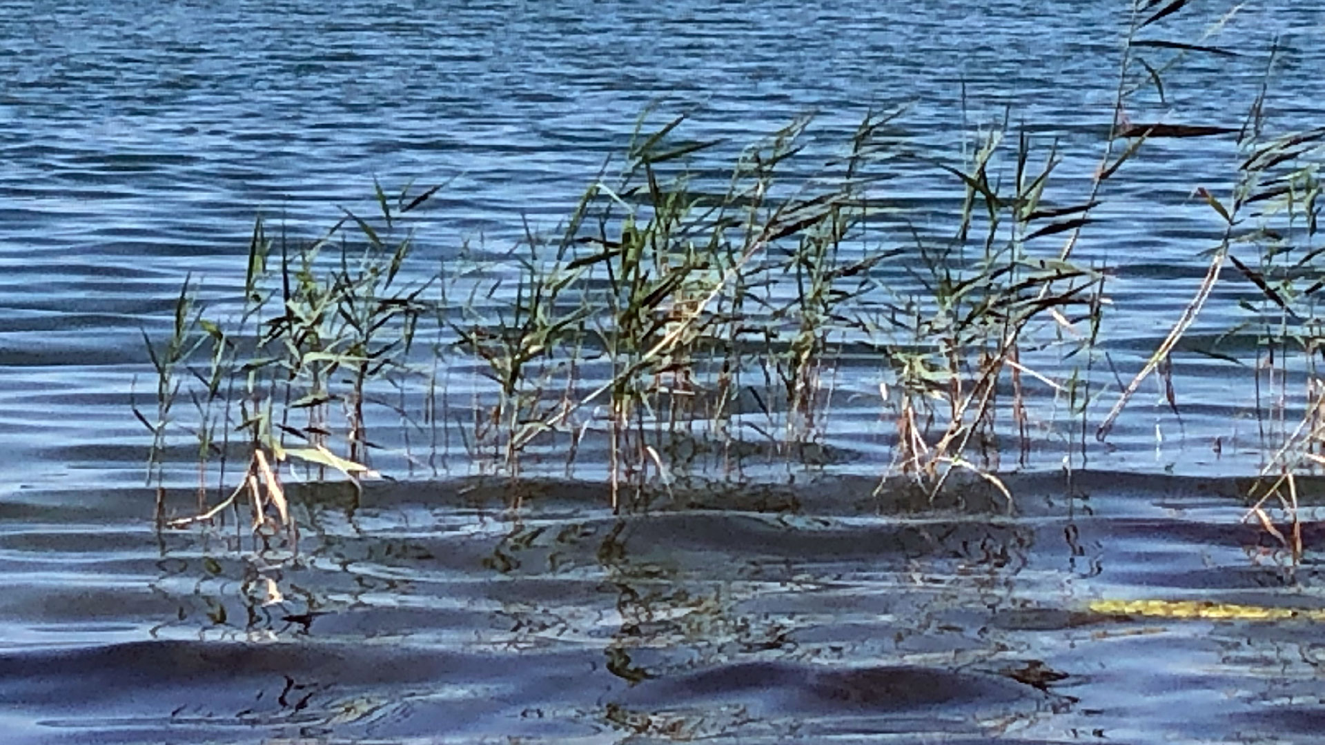 2023-08-19 Licht und Wasser am Stechlin (Fieldrecording Video 4)
