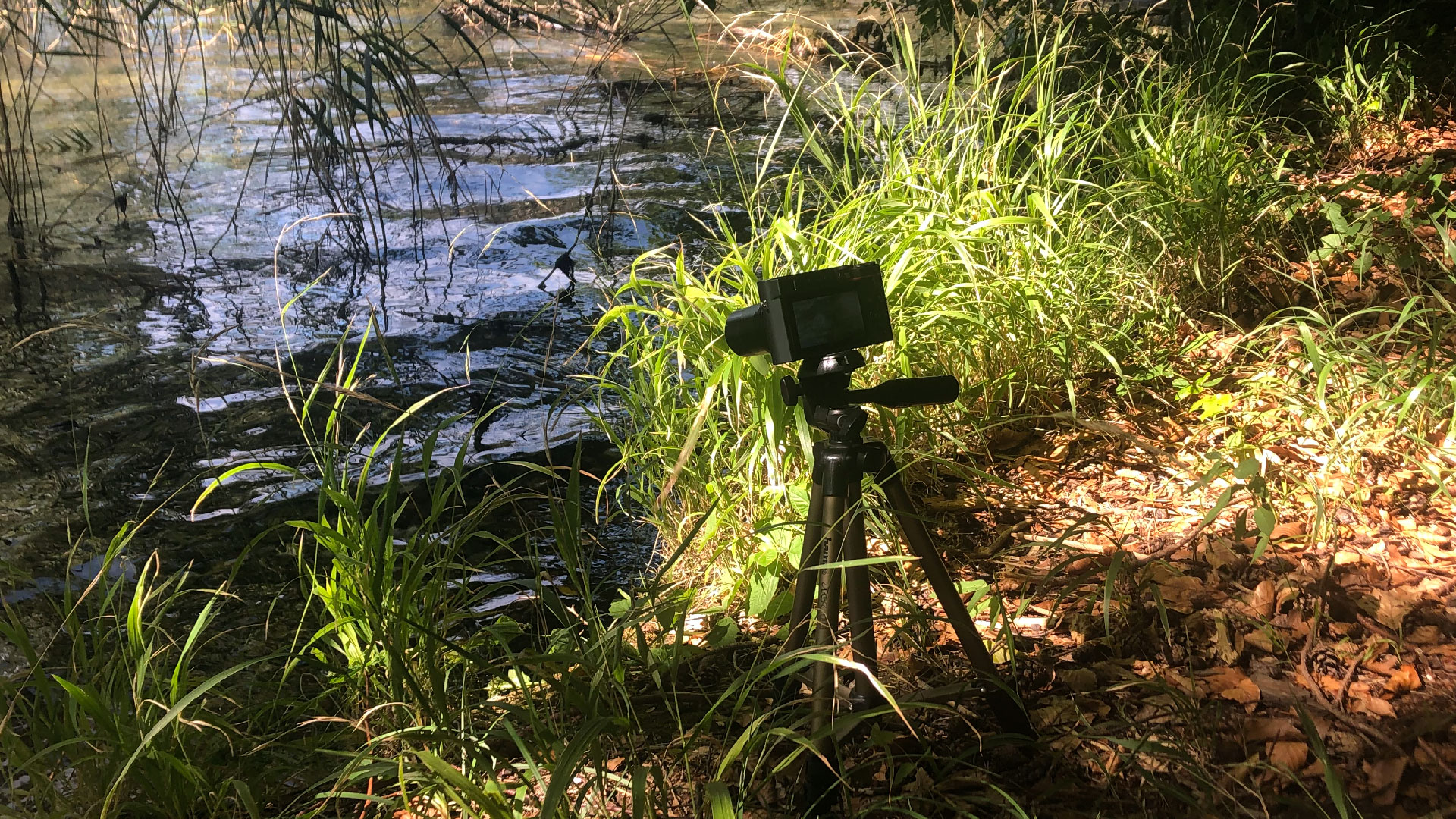 2023-08-19 Licht und Wasser am Stechlin (Fieldrecording Video 4)