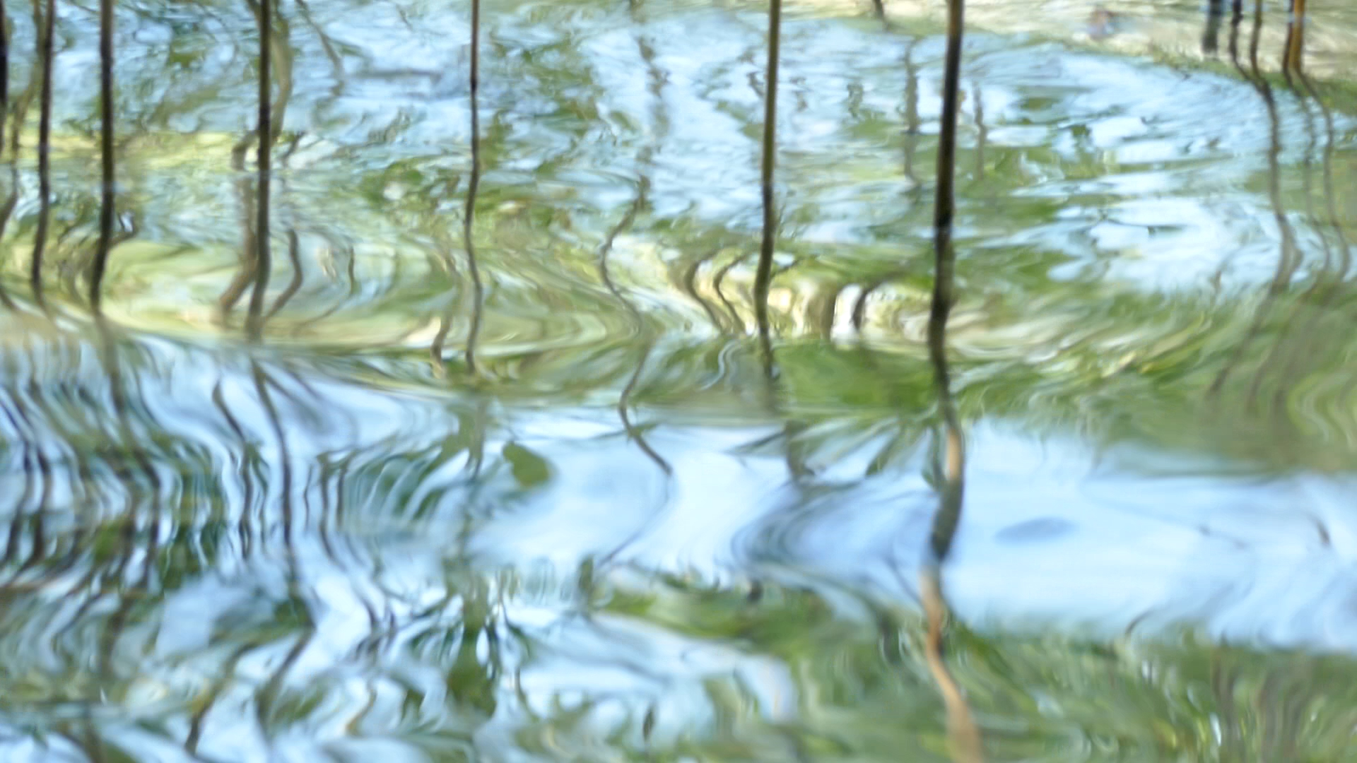 2023-08-19 und -20 Licht und Wasser am Stechlin (Fieldrecording Video)