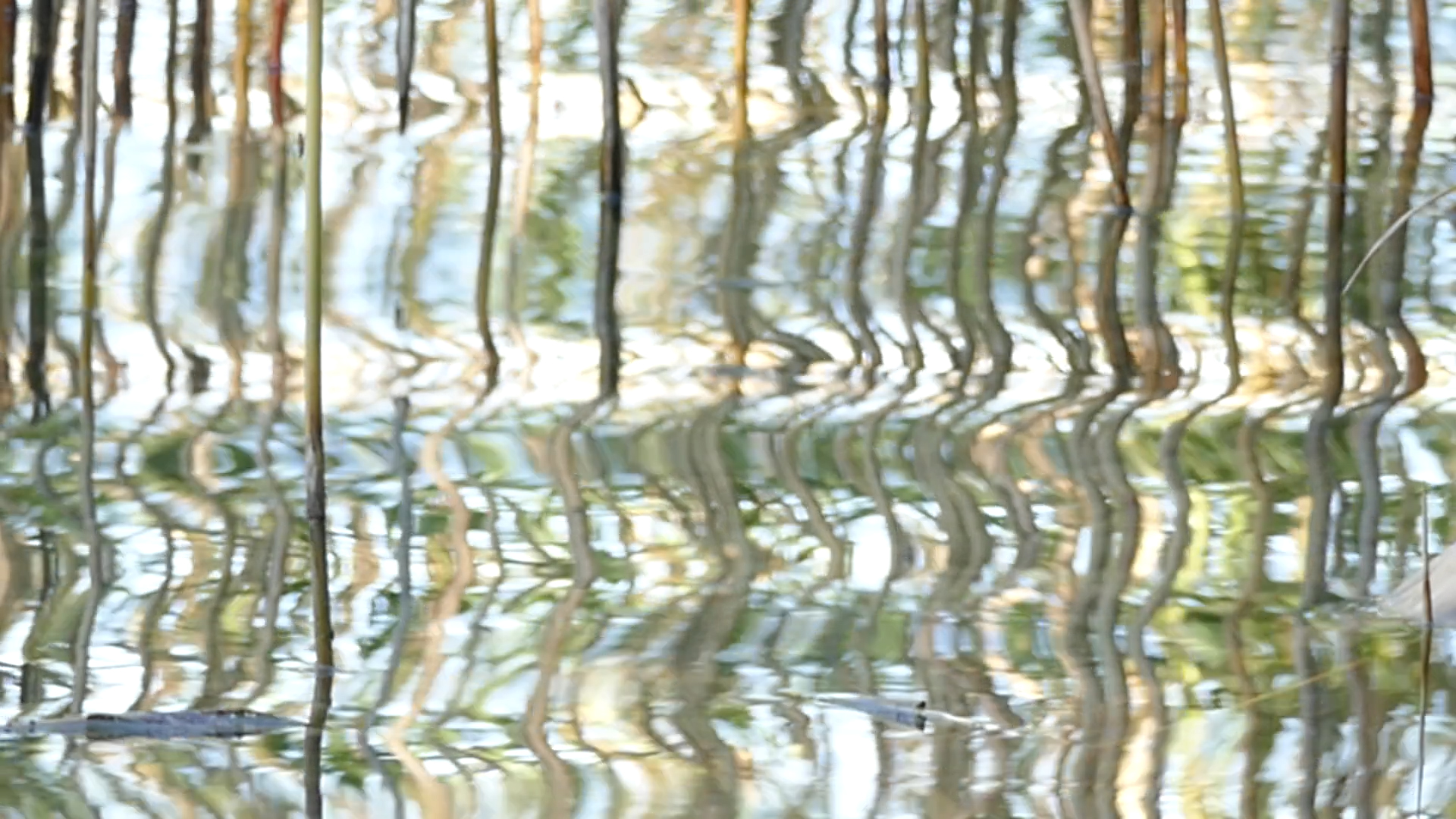 2023-08-19 und -20 Licht und Wasser am Stechlin (Fieldrecording Video)