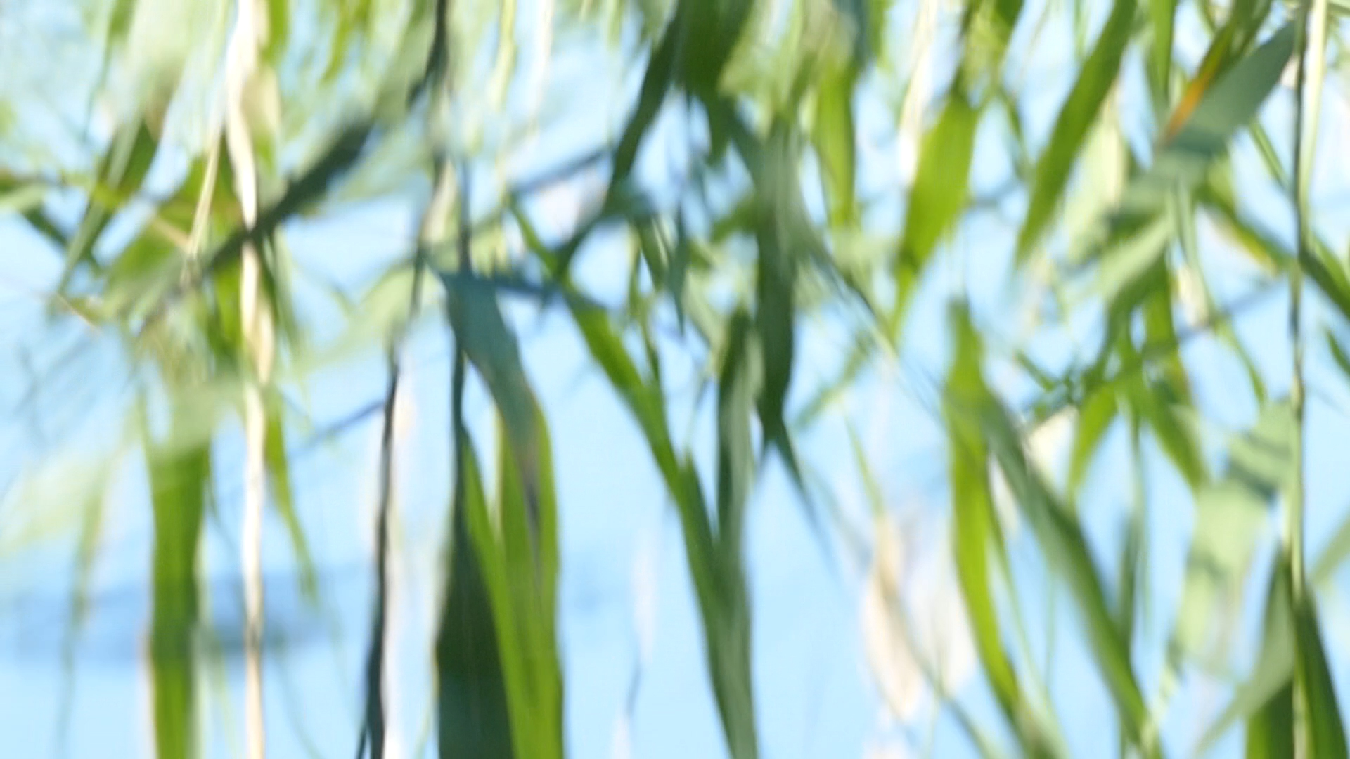 2023-08-19 und -20 Licht und Wasser am Stechlin (Fieldrecording Video)