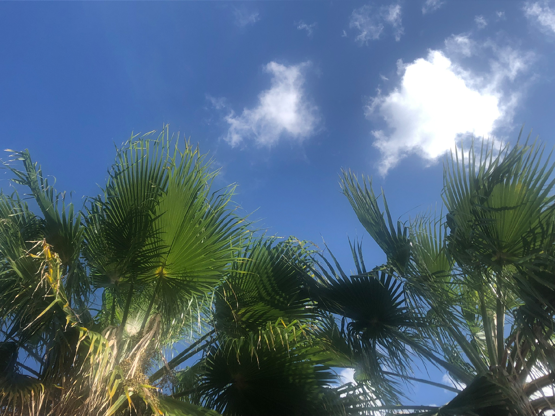 2025-11 Marazul Dive Reseort (Foto, Video)