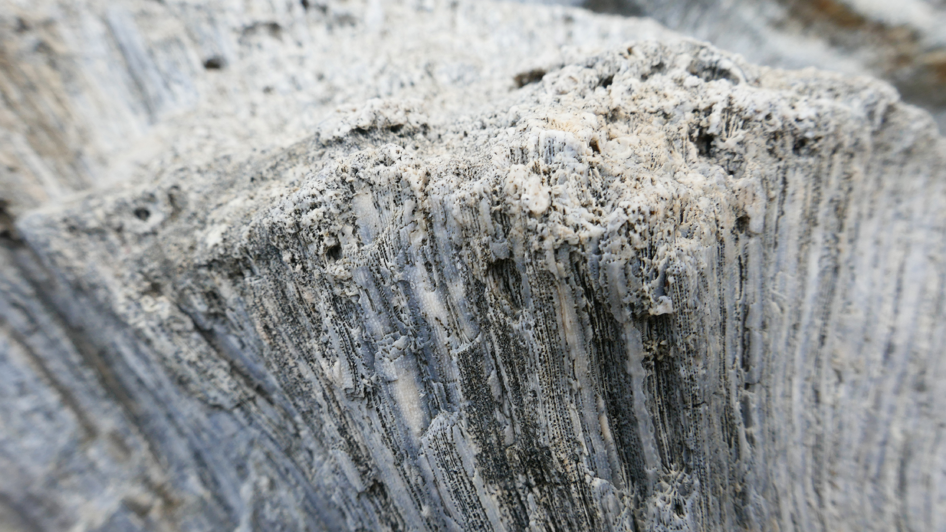 2025-11 Marazul Dive Reseort (Foto, Video)