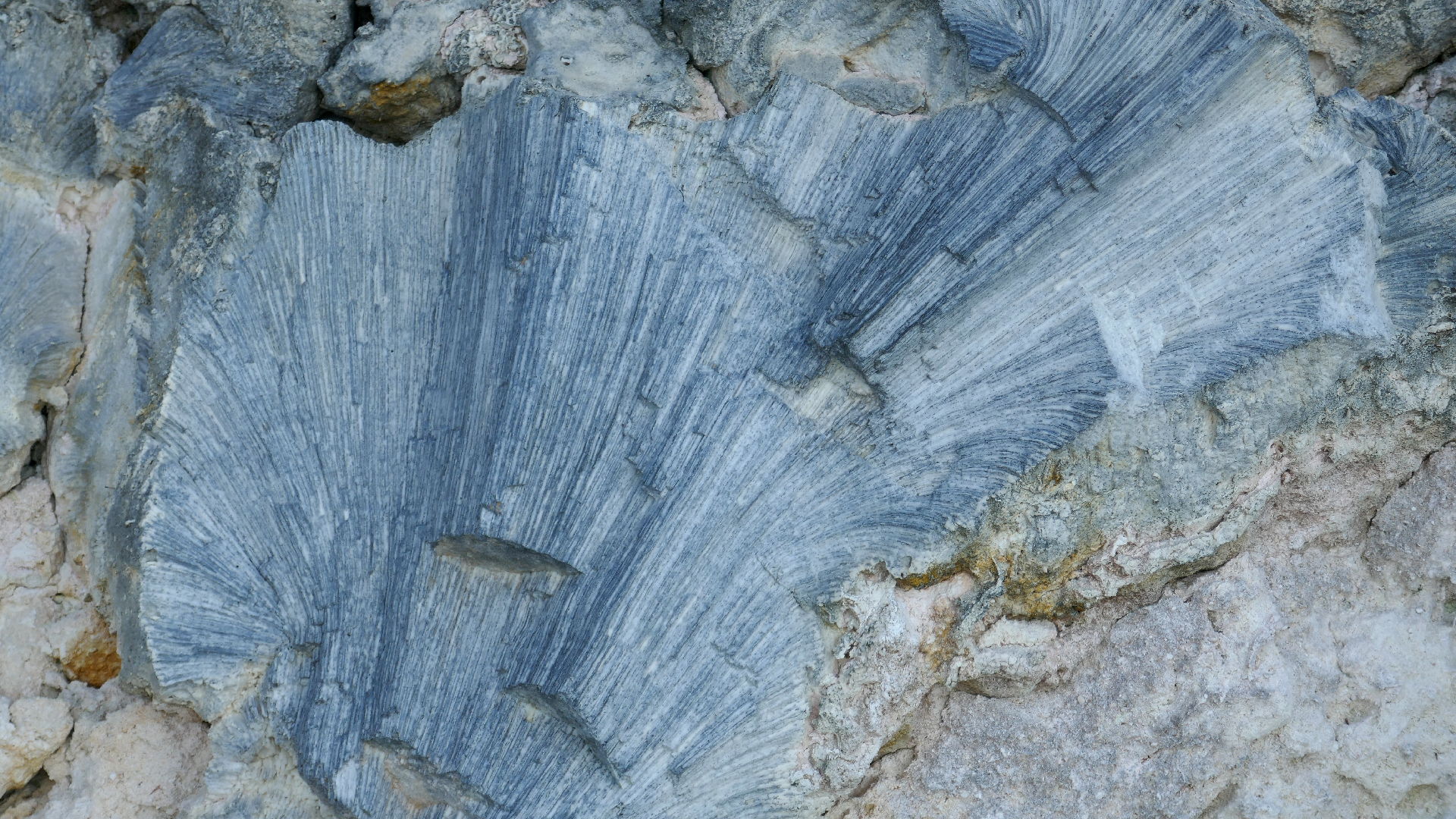 2025-11 Marazul Dive Reseort (Foto, Video)