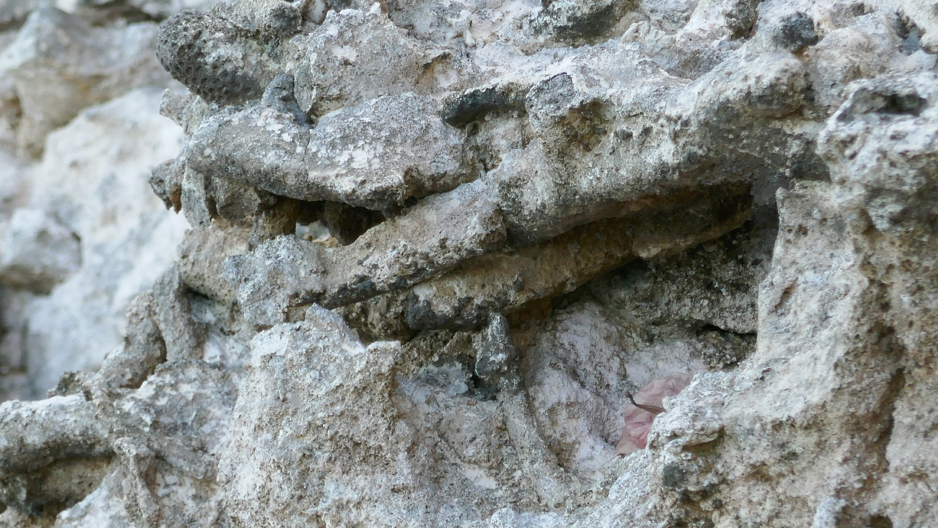 2025-11 Marazul Dive Reseort (Foto, Video)