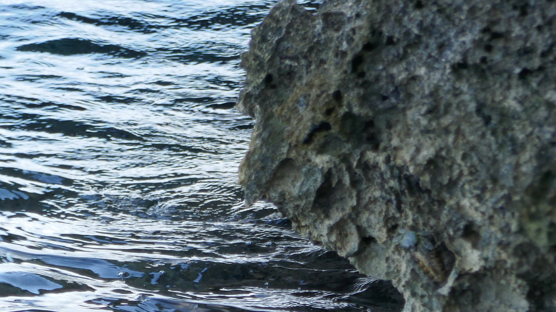 2025-11 Marazul Dive Reseort (Foto, Video)