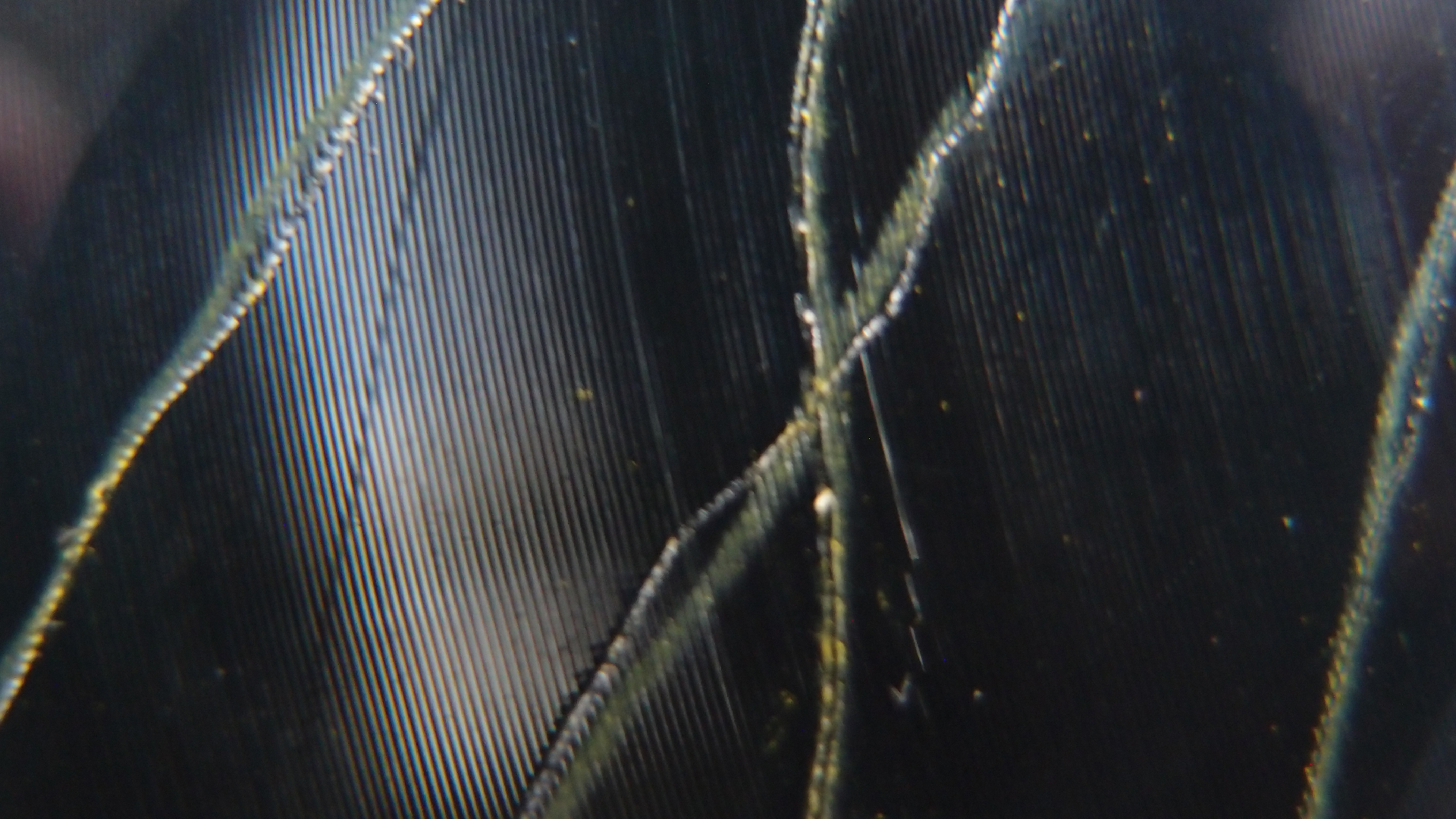 006 Lenco L930 mit Shure N95-3 Nadel