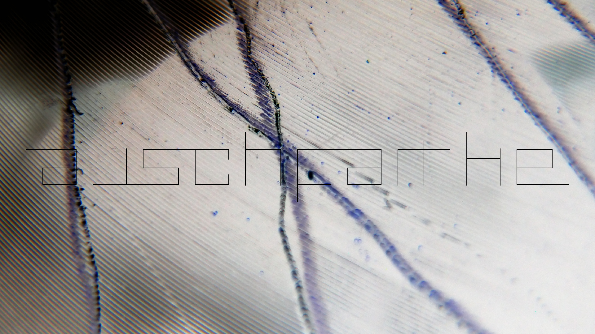 006 Lenco L930 mit Shure N95-3 Nadel